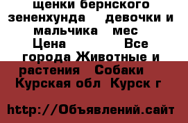 щенки бернского зененхунда. 2 девочки и 2 мальчика(2 мес.) › Цена ­ 22 000 - Все города Животные и растения » Собаки   . Курская обл.,Курск г.